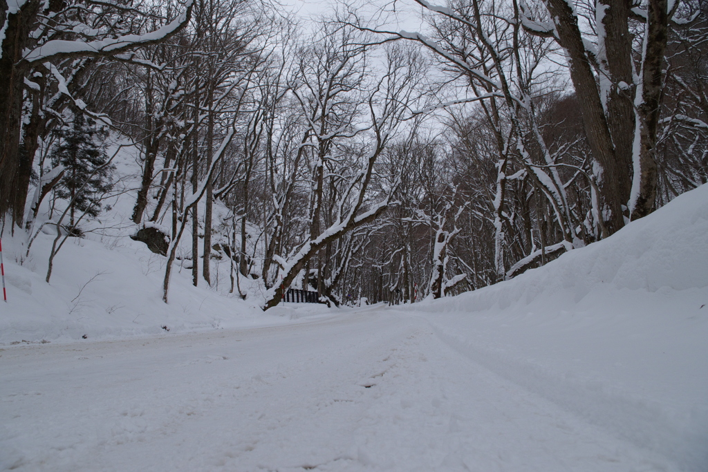 まっすぐ真っ白