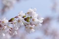 桜①