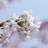 桜①