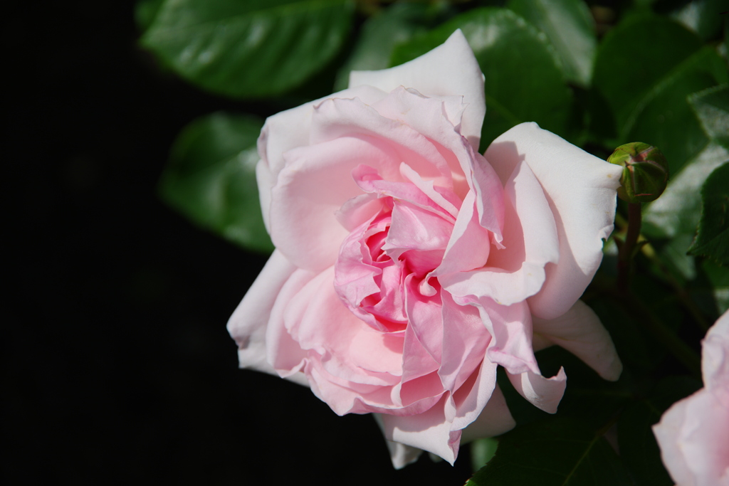 薔薇①