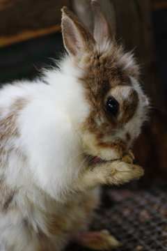 うさぎさん