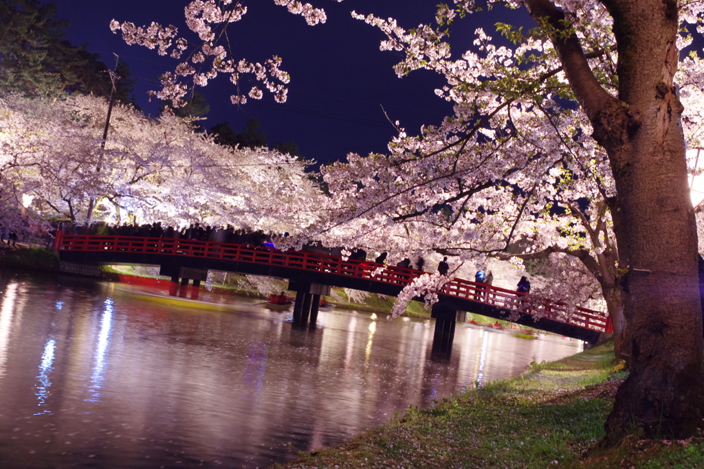 夜桜と橋