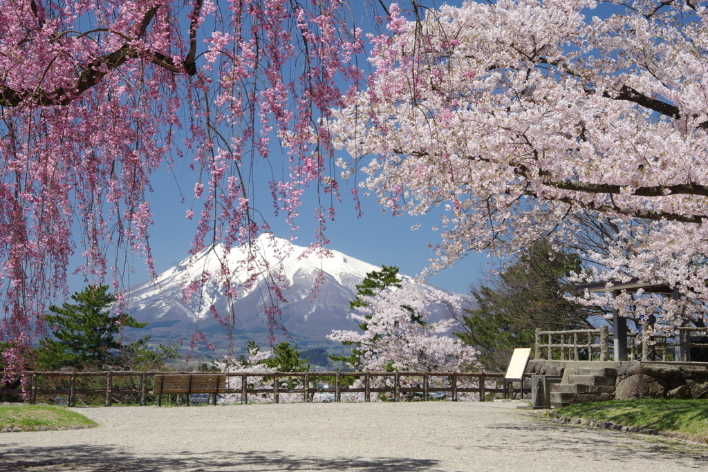 岩木山と桜