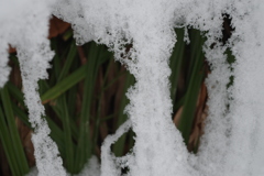 冬の奥入瀬渓流②