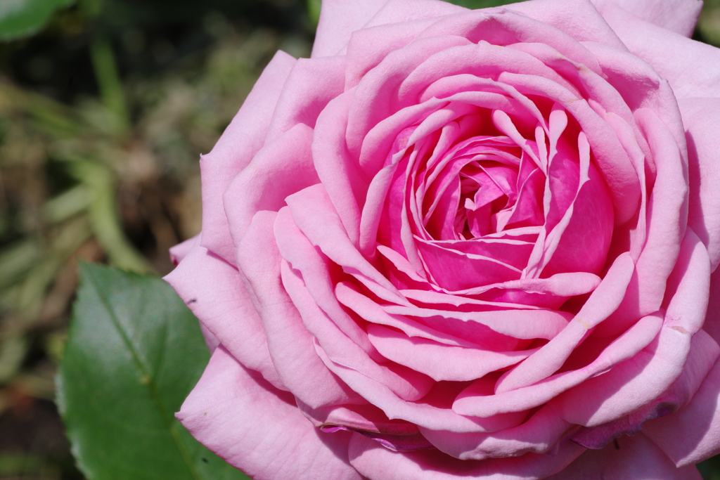 薔薇②