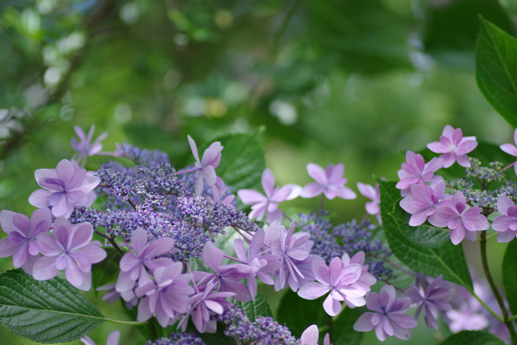 紫陽花③