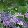 紫陽花③