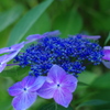 紫陽花②
