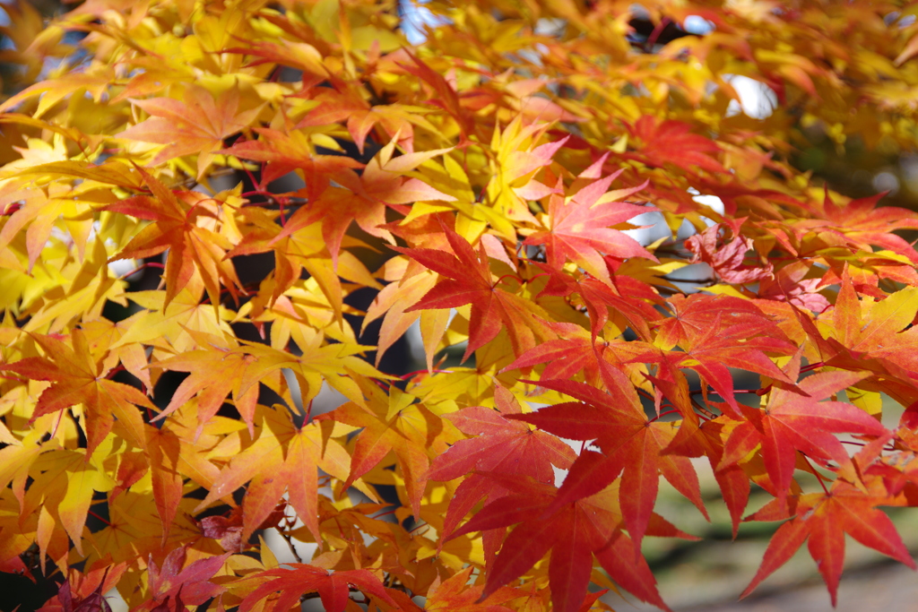 紅葉