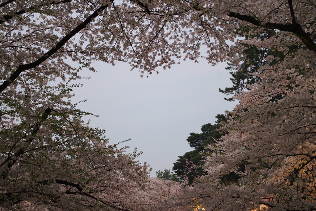 弘前桜祭り②