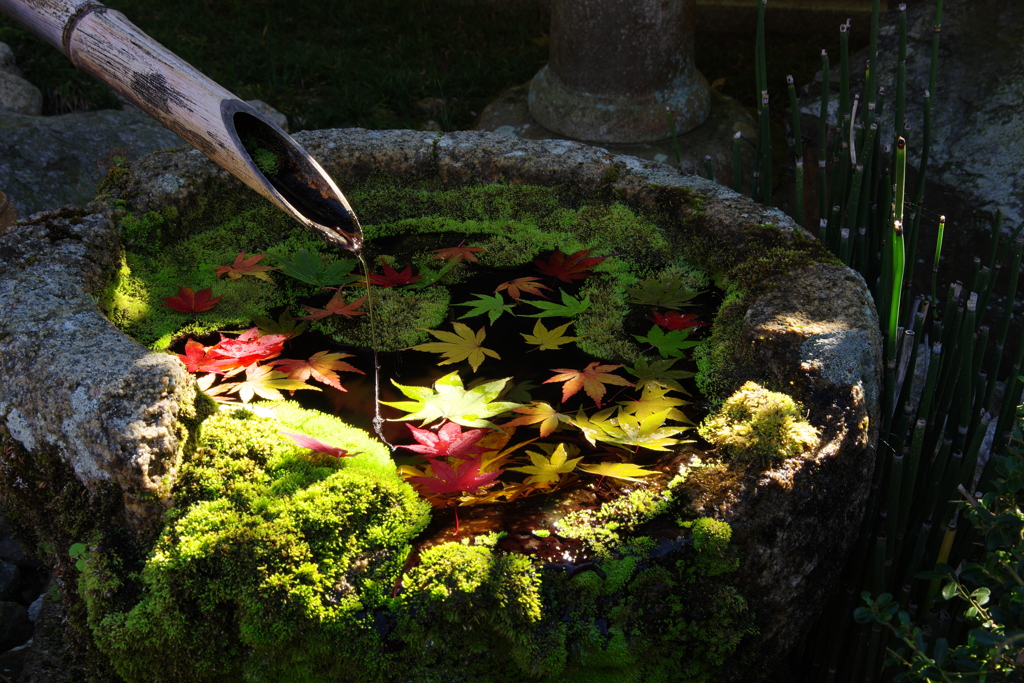 陽射しの紅葉