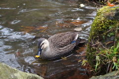 盛岡城跡にて③
