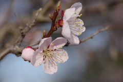 梅の花