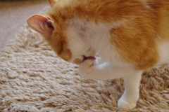 手入れは怠らない