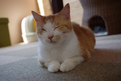 ねこにこっ。