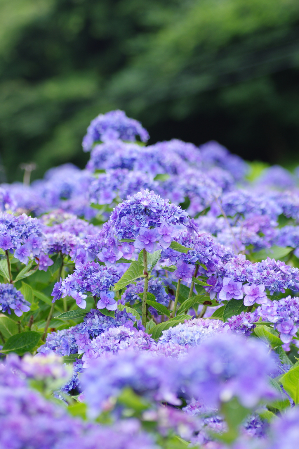 紫陽花