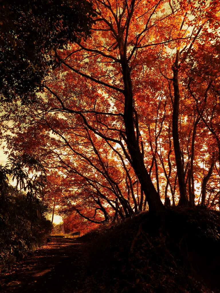 「紅葉前線南下中」