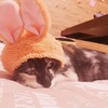 うさぎかねこ