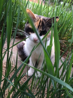 My lovely cat