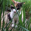 My lovely cat