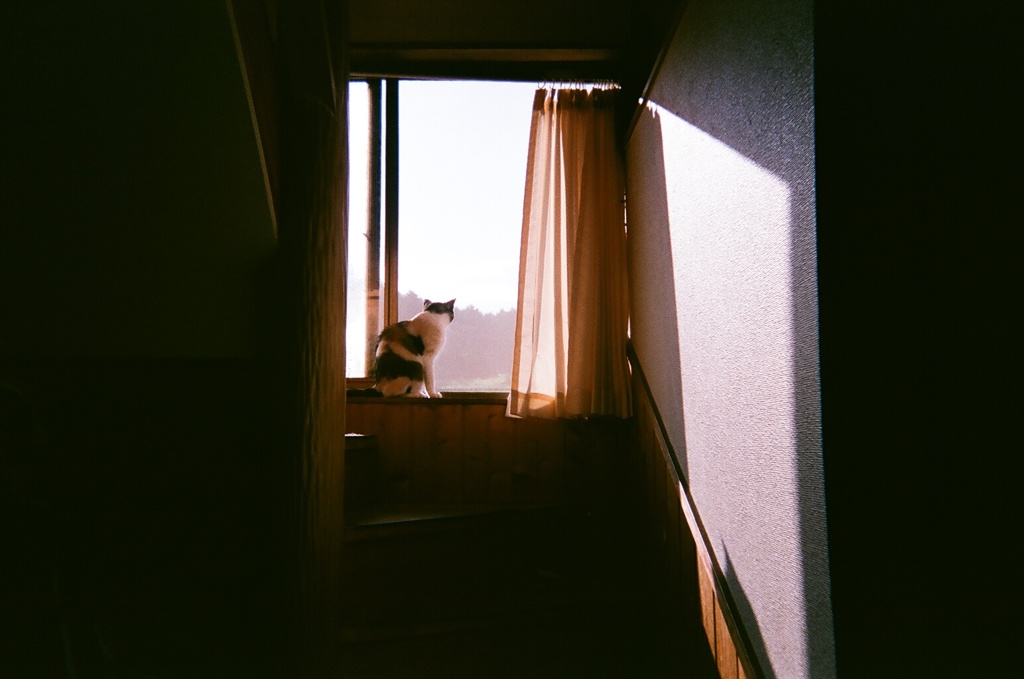 窓辺
