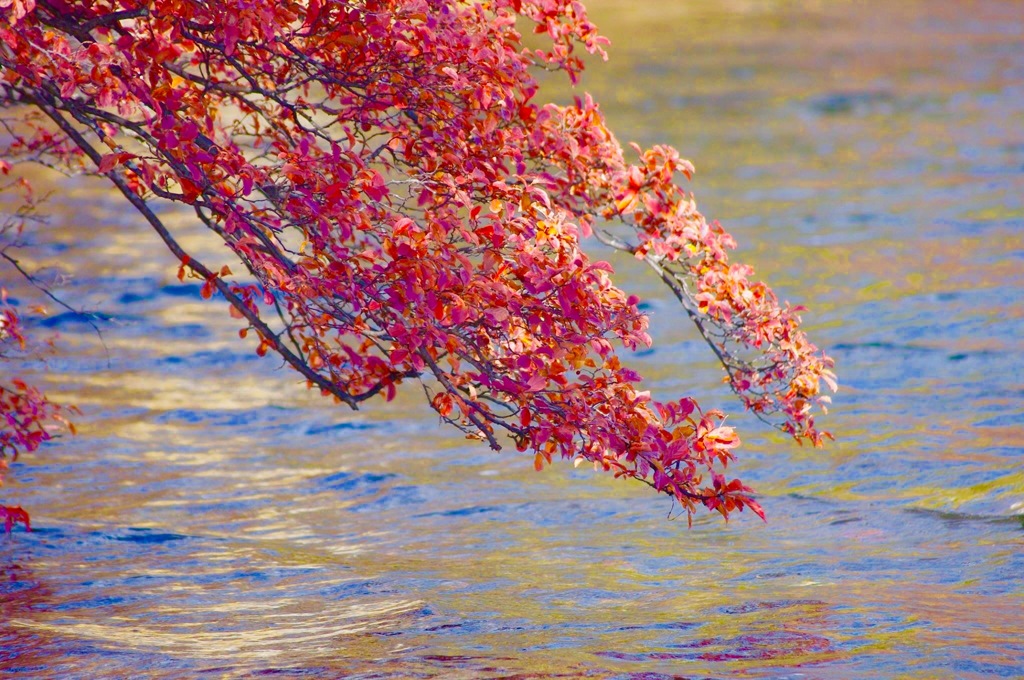 湖面と紅葉