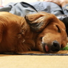 天使の寝顔