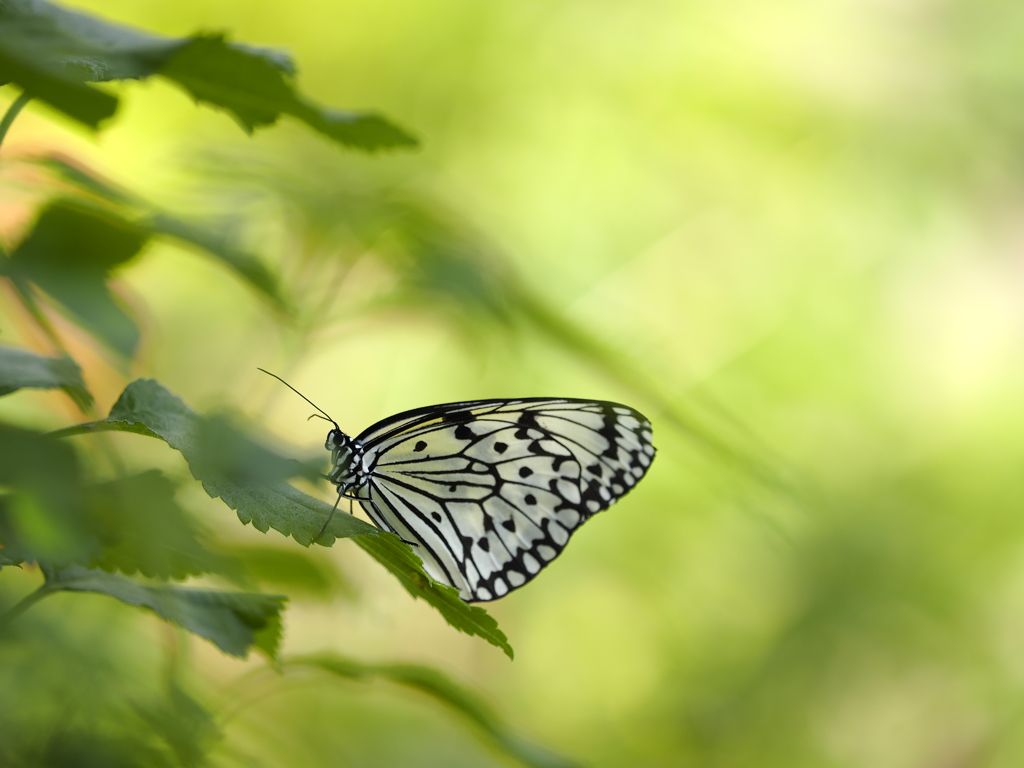 Idea leuconoe
