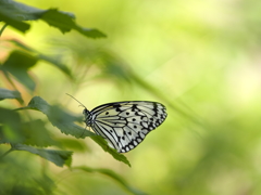 Idea leuconoe