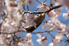Zosterops japonicus