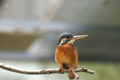 Alcedo atthis