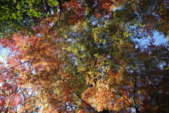 Color