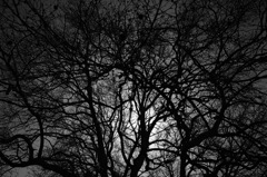 Platanus orientalis