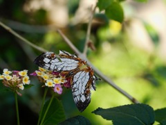 Cyrestis thyodamas