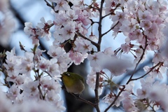 Zosterops japonicus_2
