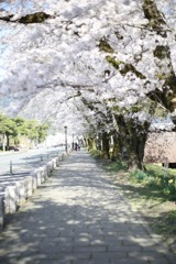 桜の先へ