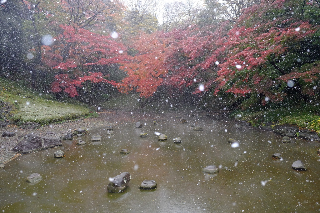 雪と紅葉の小石川後楽園