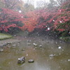 雪と紅葉の小石川後楽園