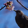 鳥