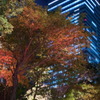 都心の紅葉