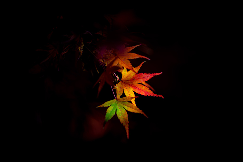 永観堂の紅葉