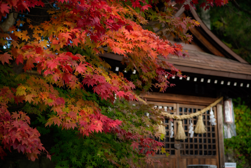 飛騨高山の紅葉