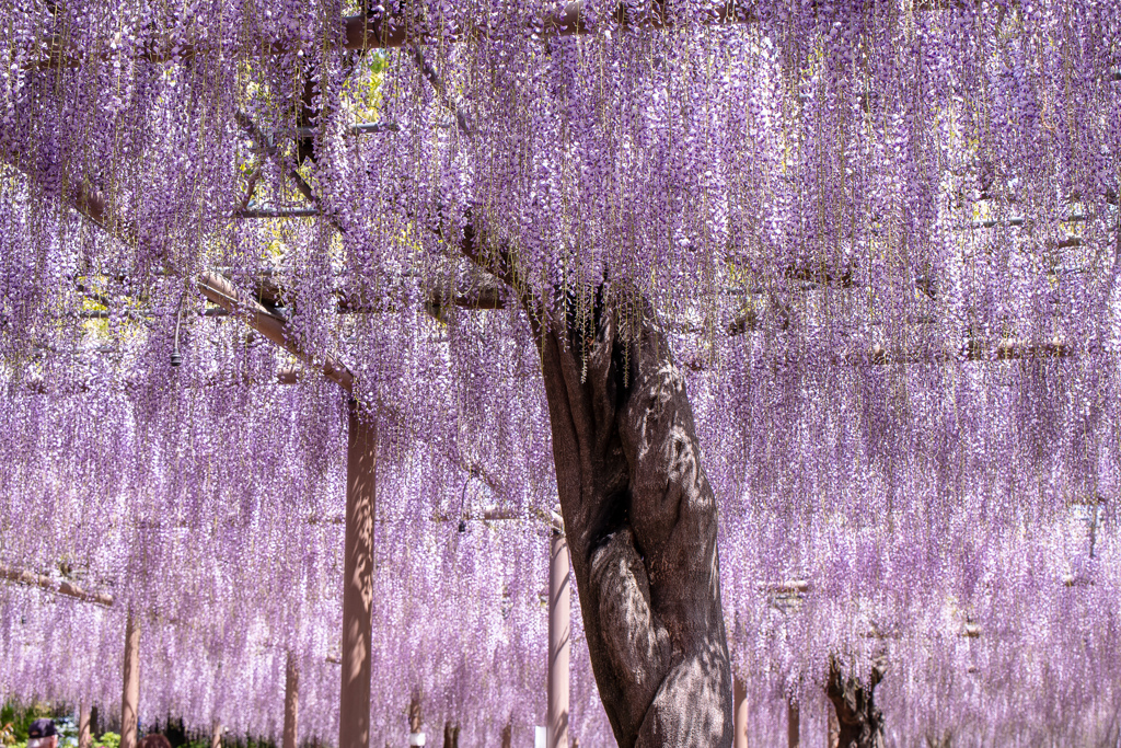 江南 曼荼羅寺の藤　2018②