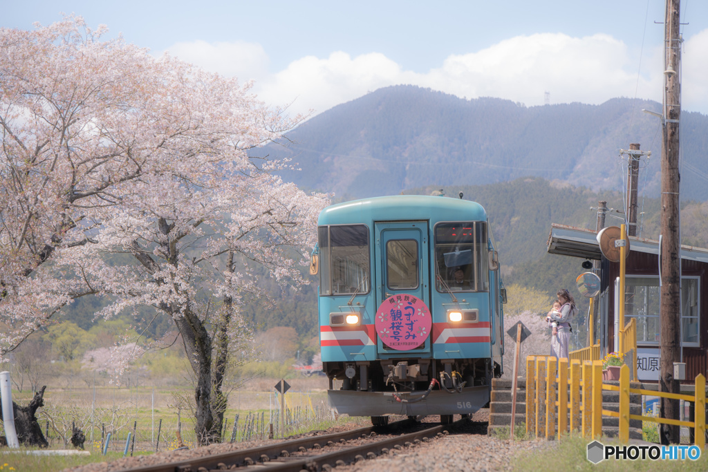 樽見鉄道と桜　木知原駅