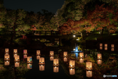 白鳥庭園　ライトアップ　2018