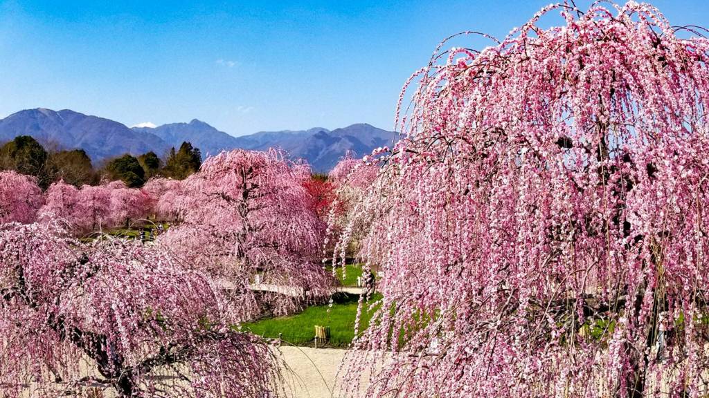 鈴鹿の森庭園2018 　その2