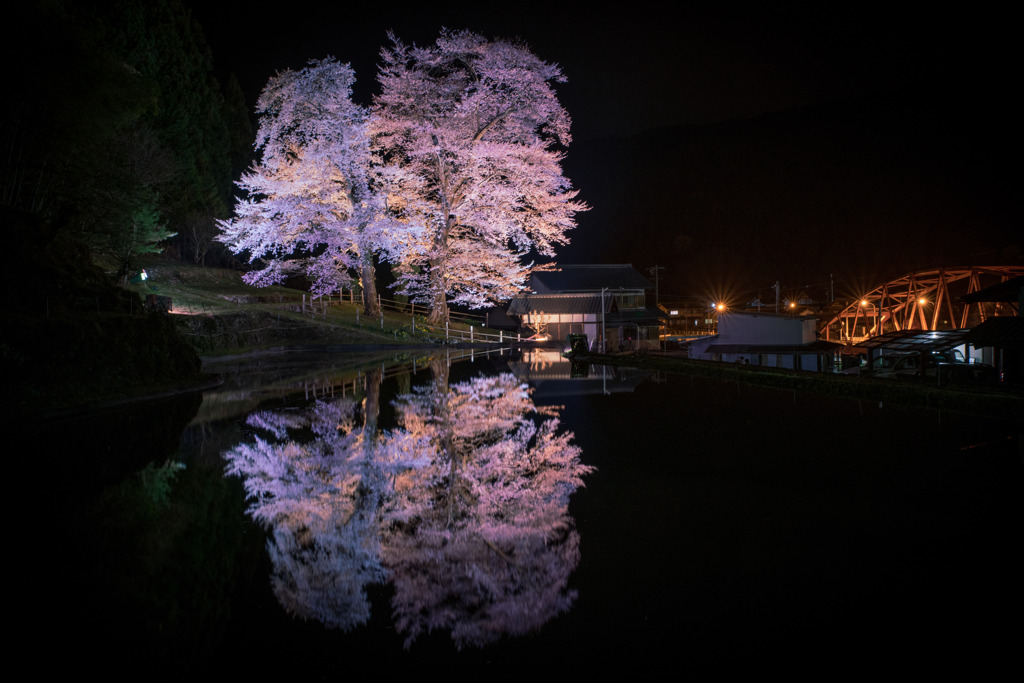 苗代桜