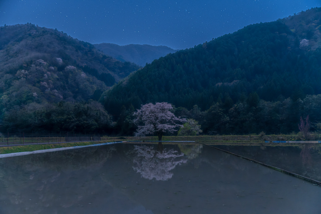 神龍桜