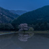 神龍桜