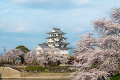 墨俣一夜城と桜